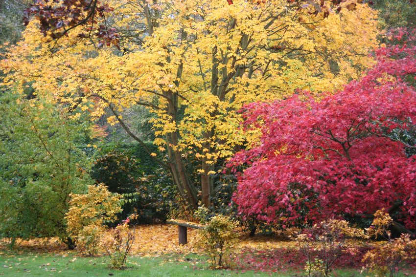 Red and yellow leaves cover the West Garden floor beneath trees changing colours in Autumn.