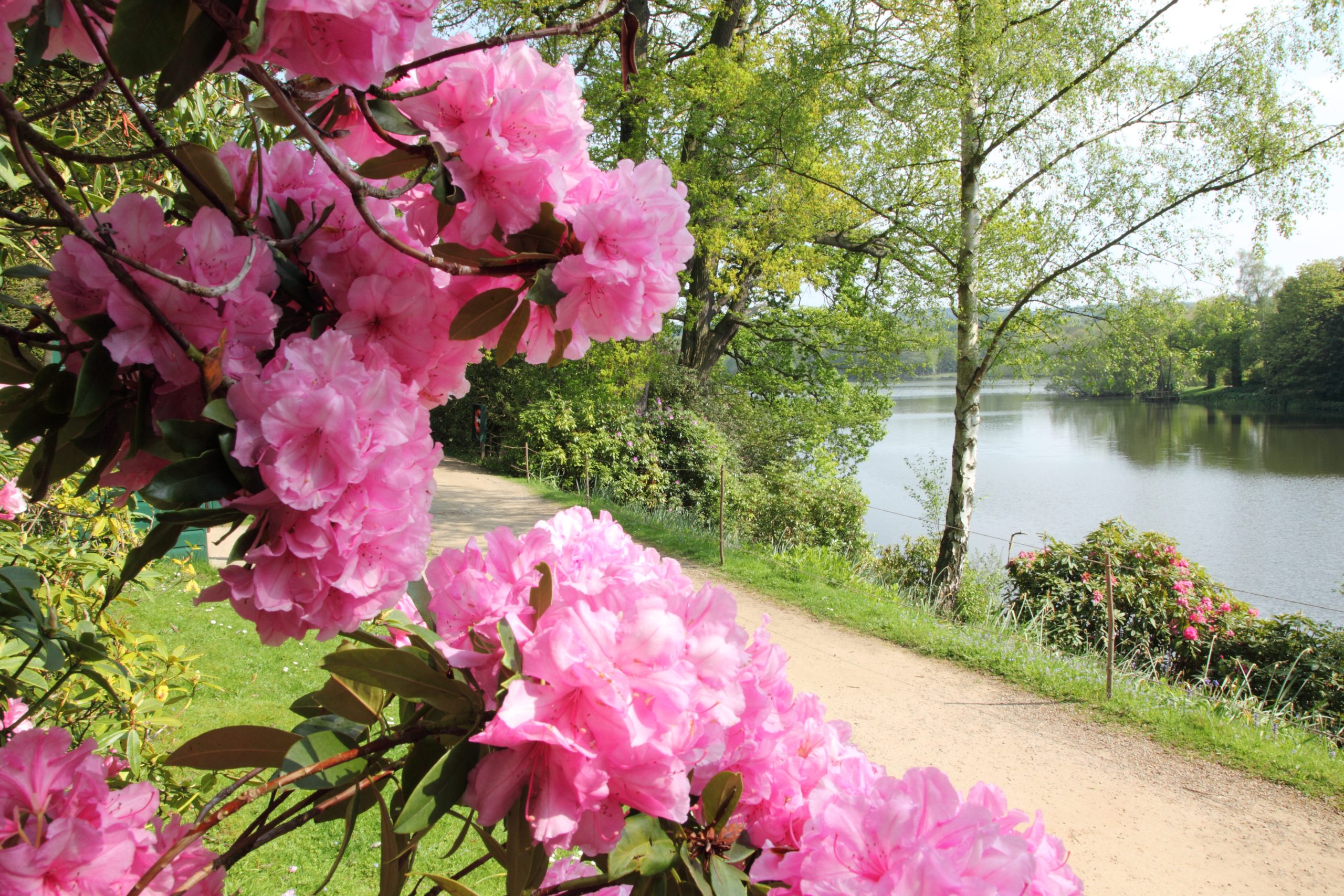 Hot pink Rhondodendron blooms line the Lakeside path