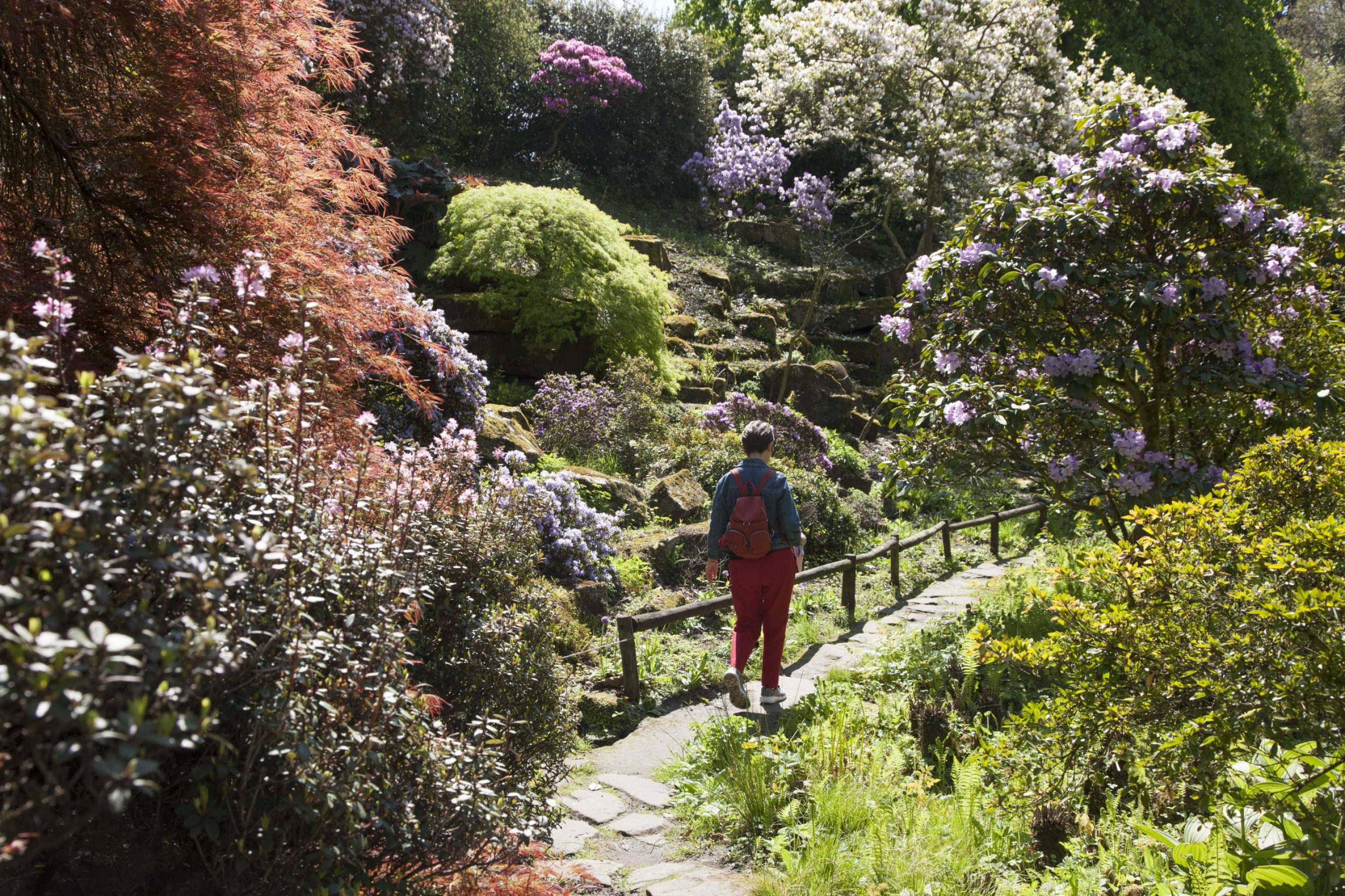 A person wearing red trousers, a blue shirt and brown leather rucksack walking down a small stone pathway surrounded by bright green foliage, colourful Rhododendron trees and Japanese Maple trees.