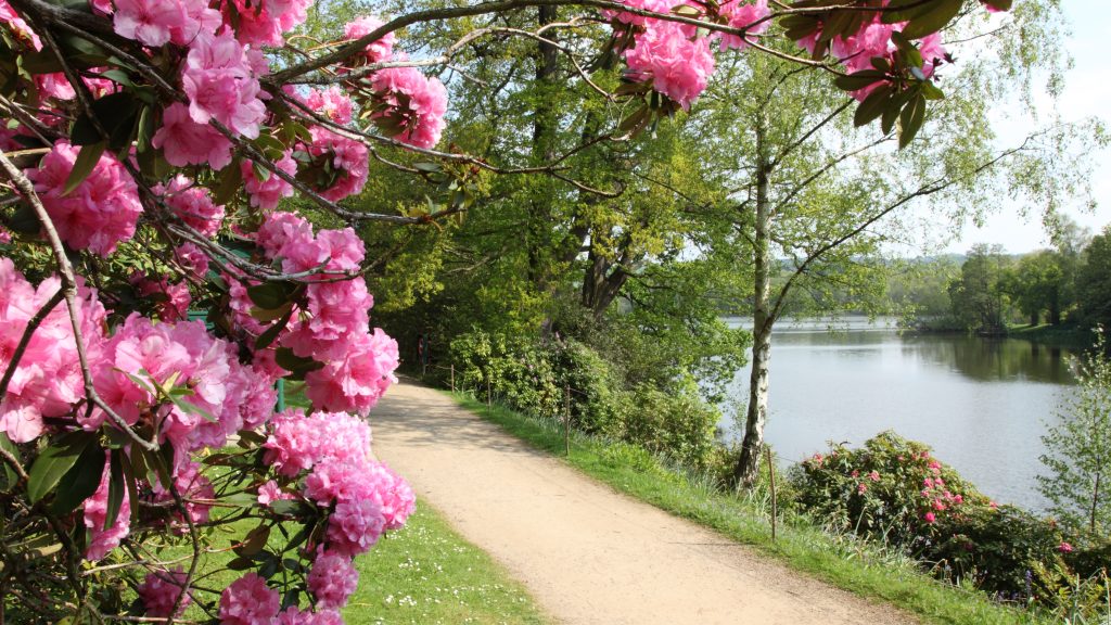 Bright pink flowers burst from the branches of a grand Rhododendron tree at the side of Harewood Lake which is softly out of focus.