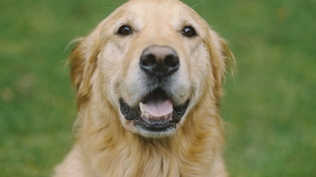 A large Golden Retriever dog, smiling with tongue out