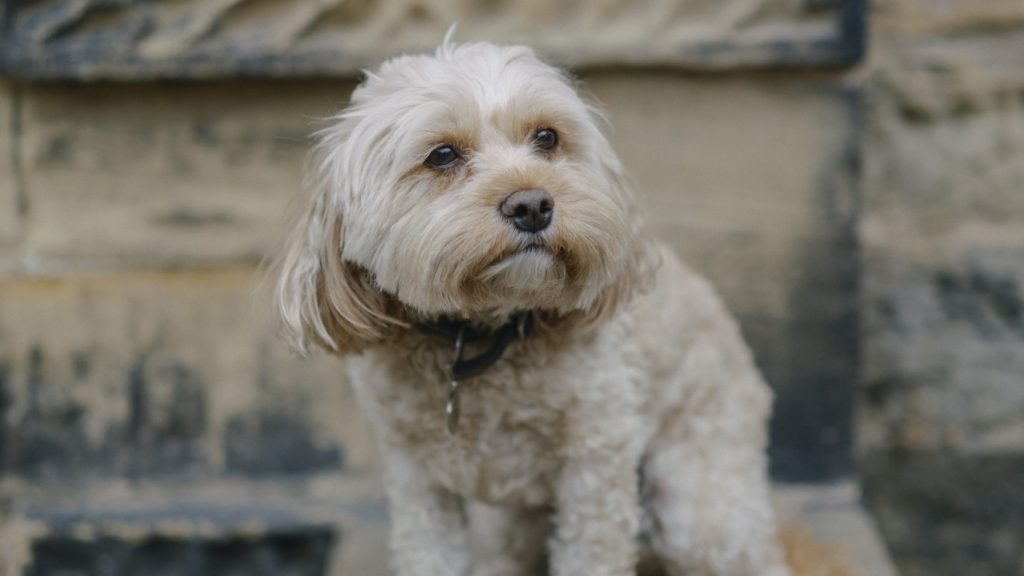 Edie the cavapoo dog and honorary Head of Wellbeing at Harewood House Trust, sat on the old stable steps in the Courtyard.