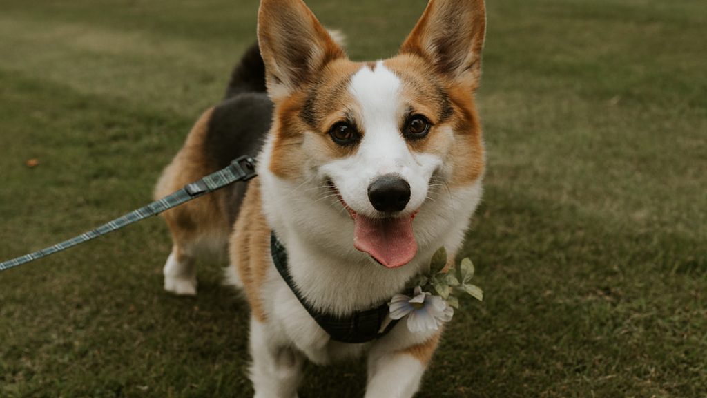 Jolly tri colour Pembroke Corgi looking directly at the camera with his tongue poking out. The corgi is wearing a green tartan harness with a matching lead.