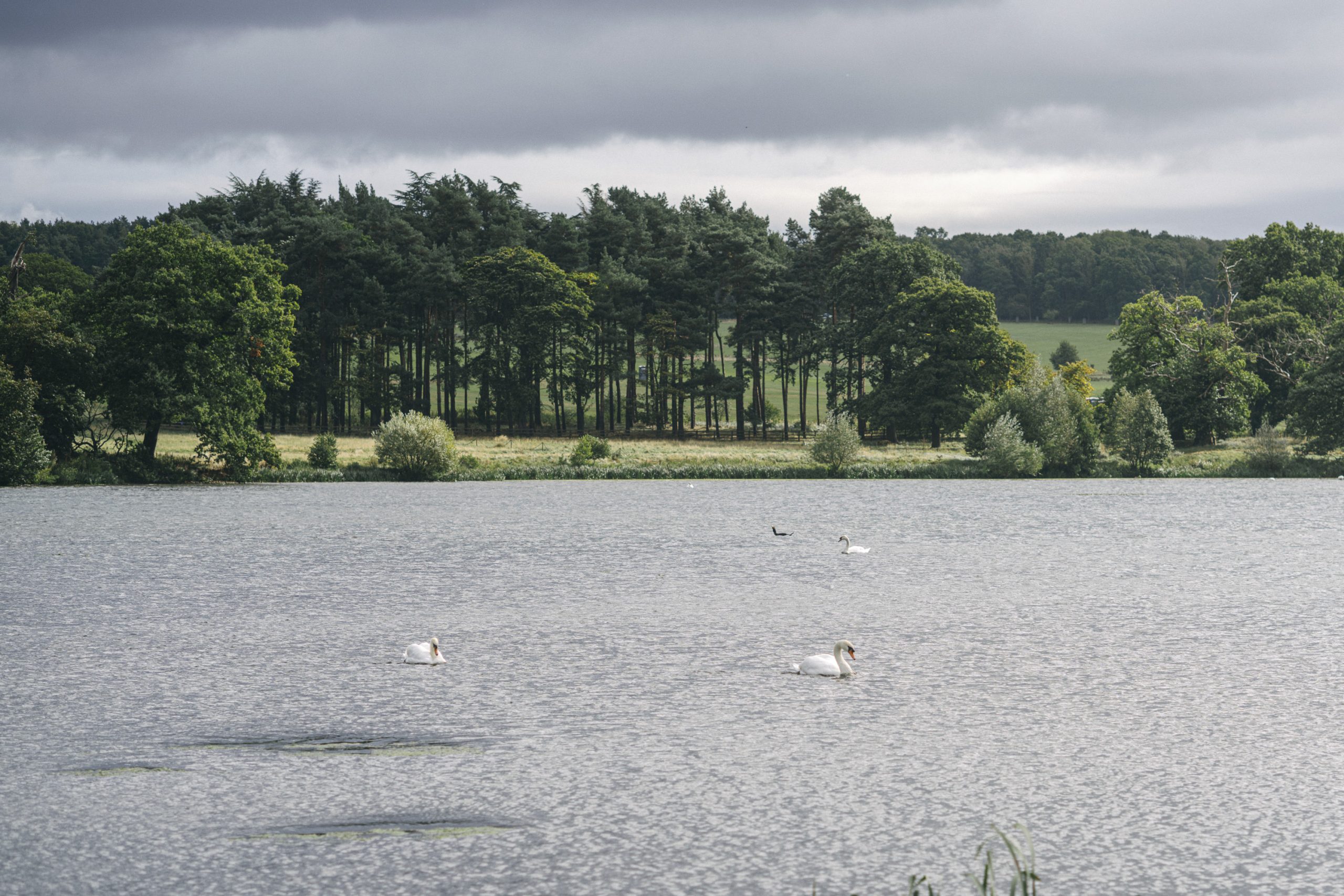 Swans glide across Harewood lake as the water sparkles under the midday sun. Woodland lines the horizon as the landscape opens up to the Harewood Estate.