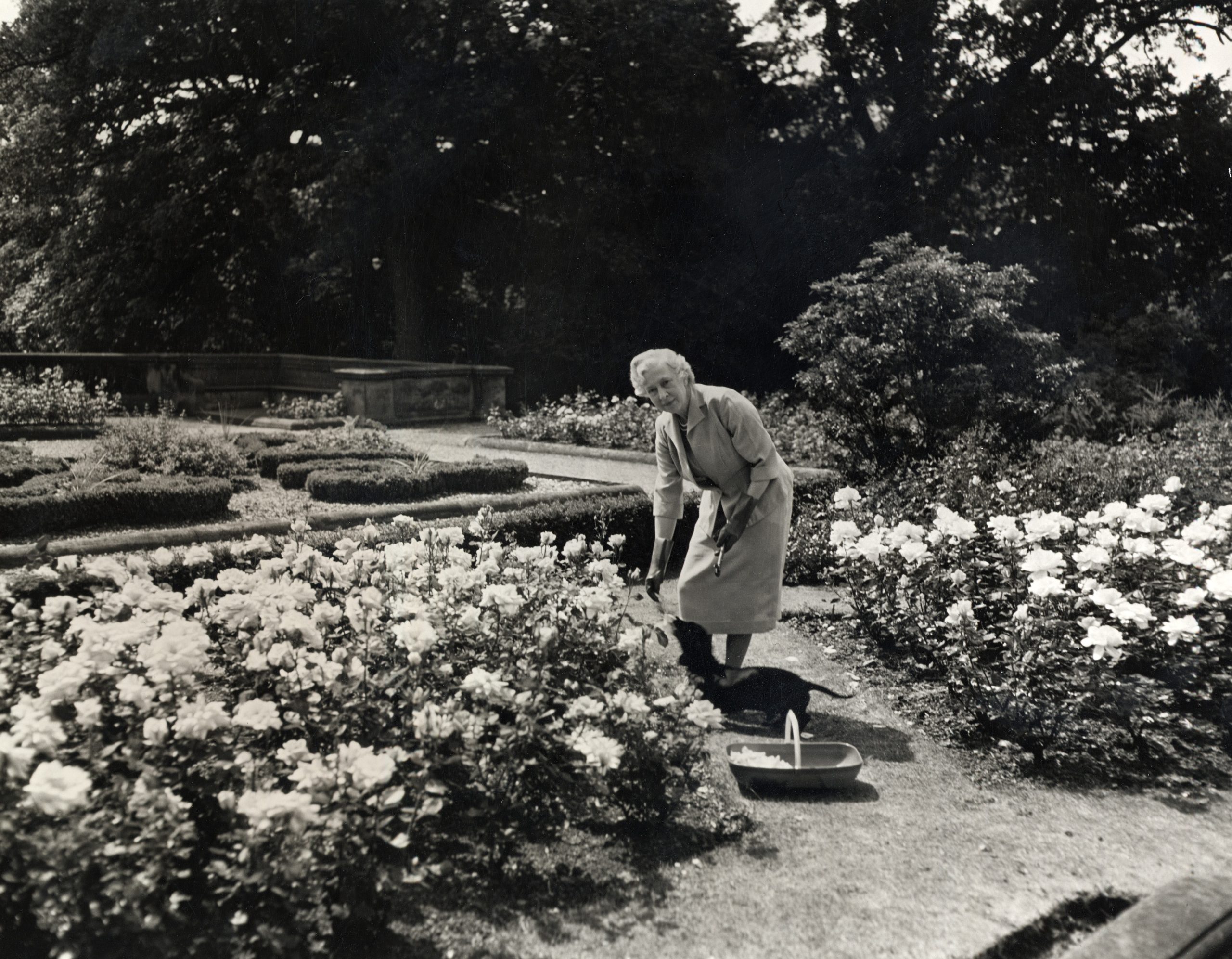 Black and white home photograph of Princess Mary with her black Sausage dog, pruning the roses on the Terrace.