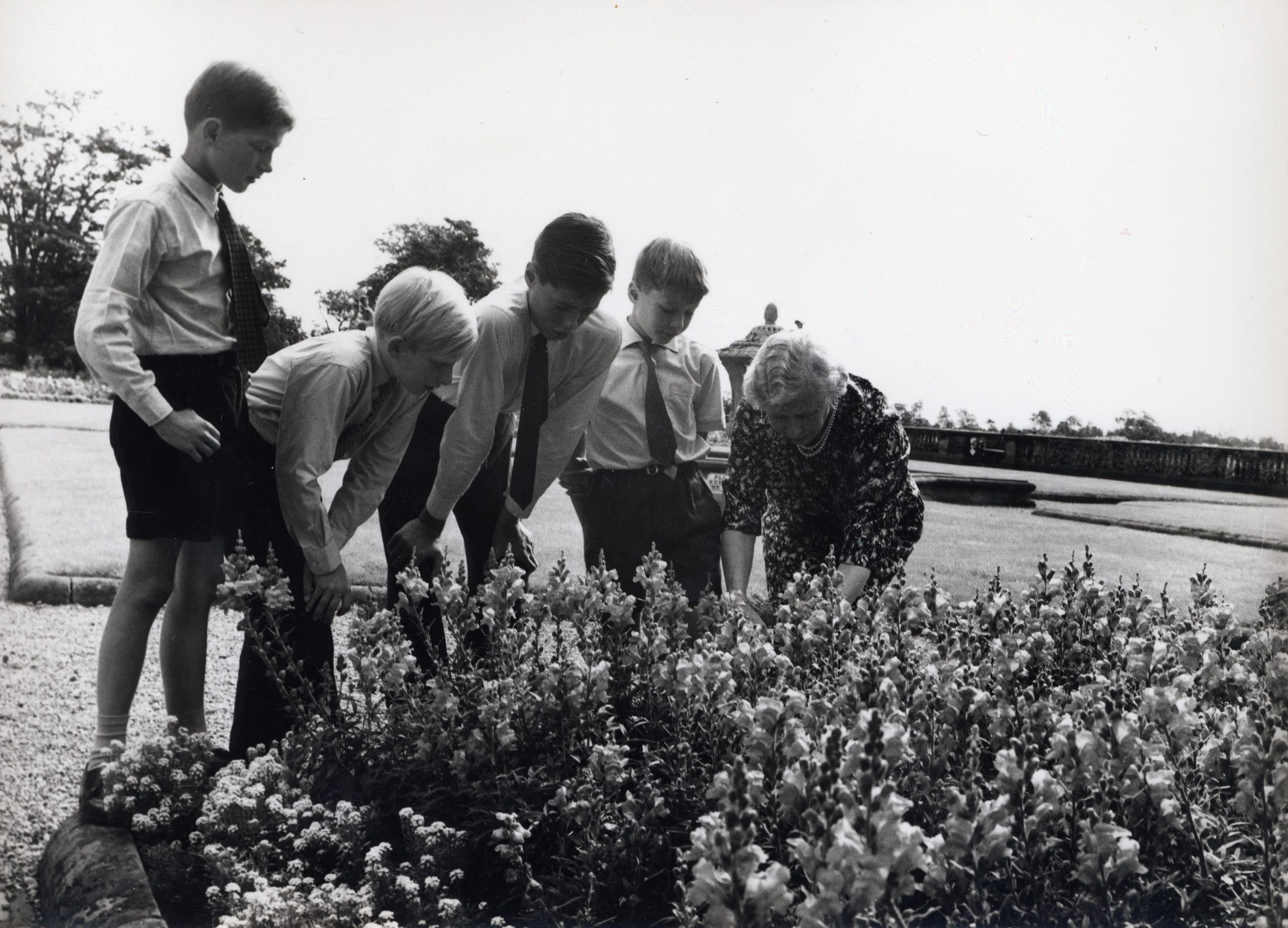 Black and white photography of Princess Mary showing her four Grandsons how to prune roses on the Terrace. Princess Mary wears a floral dress, with pearls and the boys wear shorts, shirts and ties.