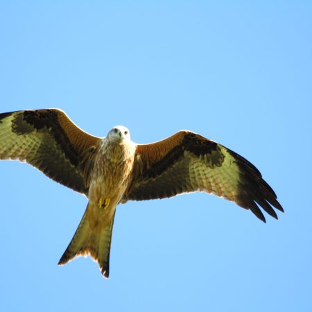 A red kite, a large rust coloured bird of prey, soars against a blue sky