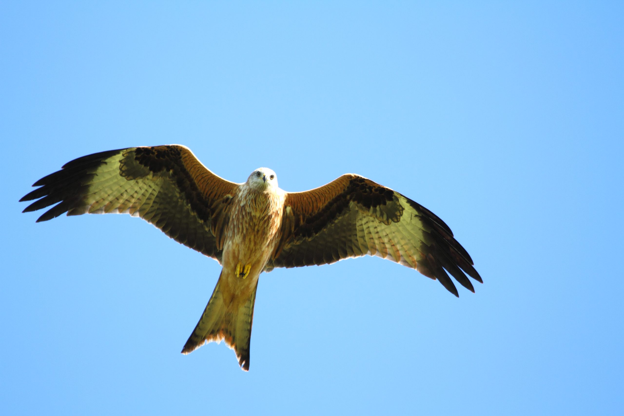 A red kite, a large rust coloured bird of prey, soars against a blue sky