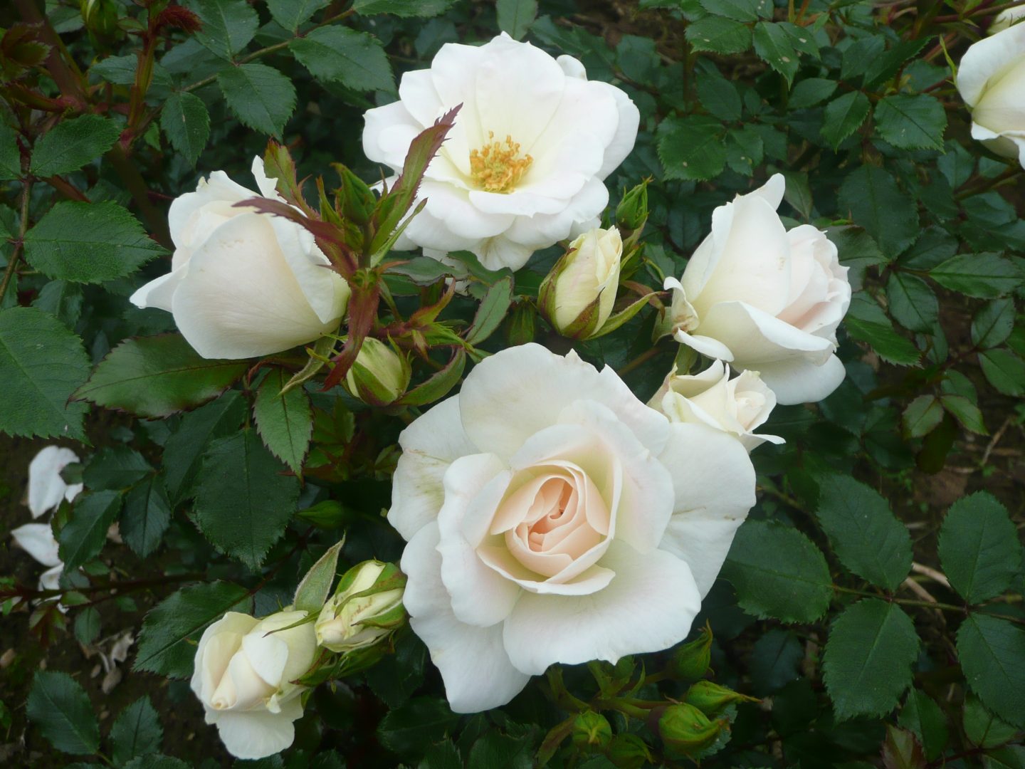 5 white roses grow from a large rose bush