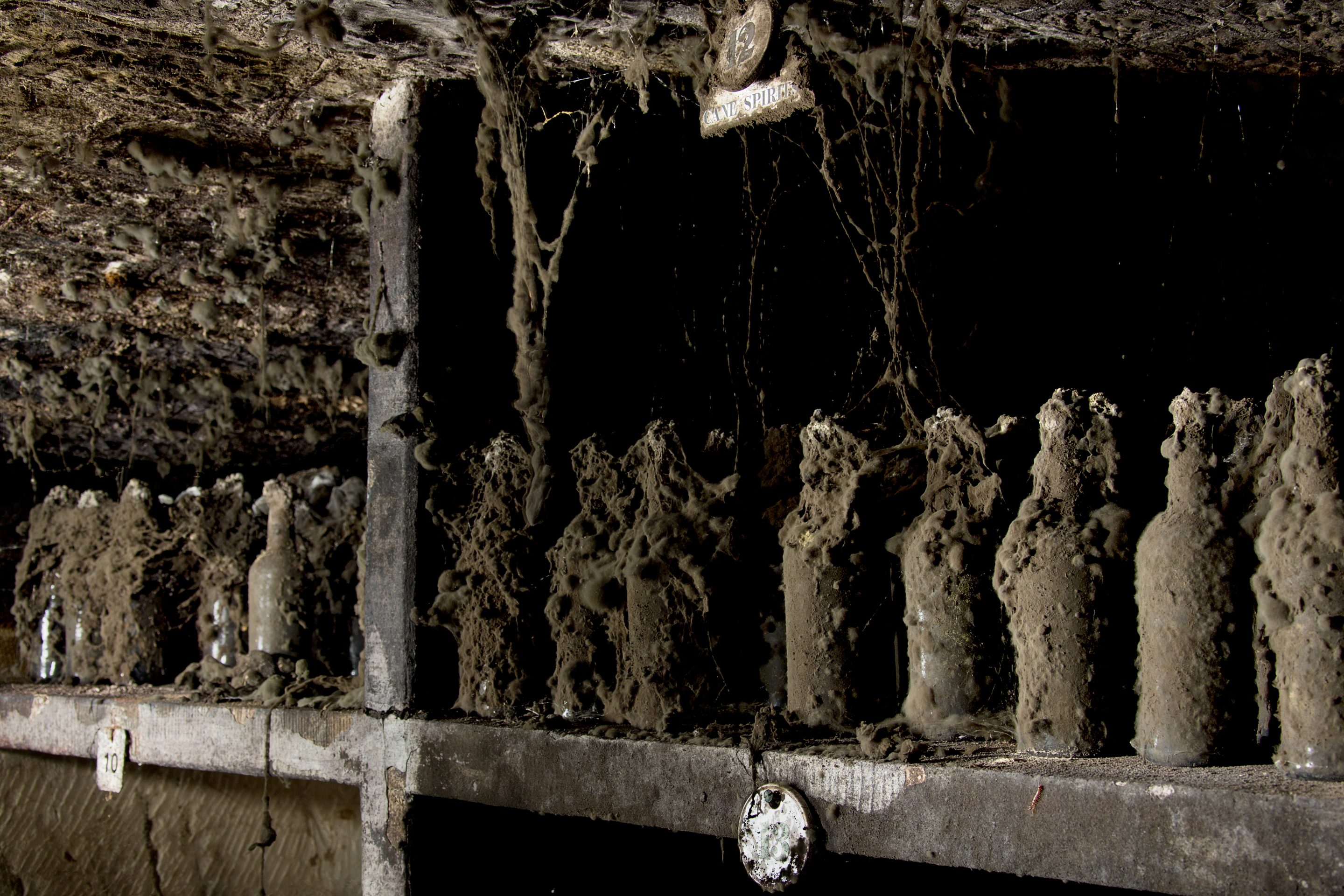 At the back of a dark cellar, stands a row of over 20 brown bottles thick with dust, dirt and cobwebs.