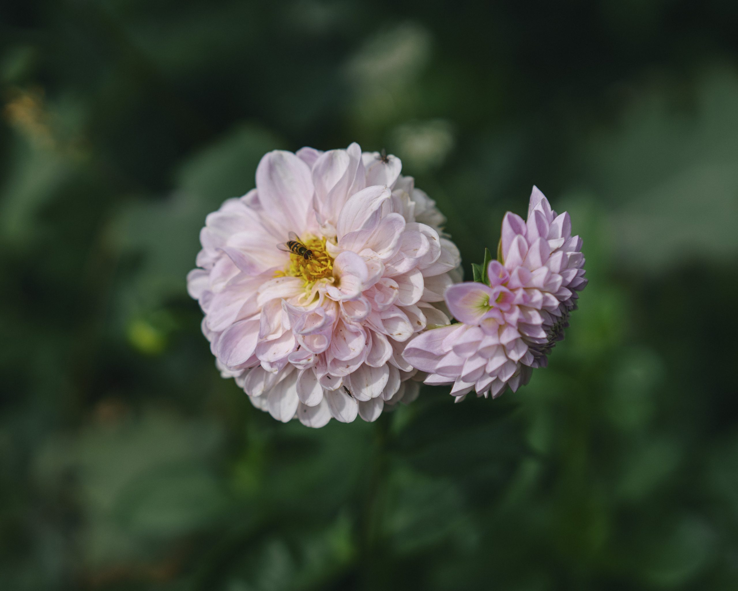 Beautiful Dahlia blooms of the very softest lilac imaginable with a small black and yellow hover fly in the middle.