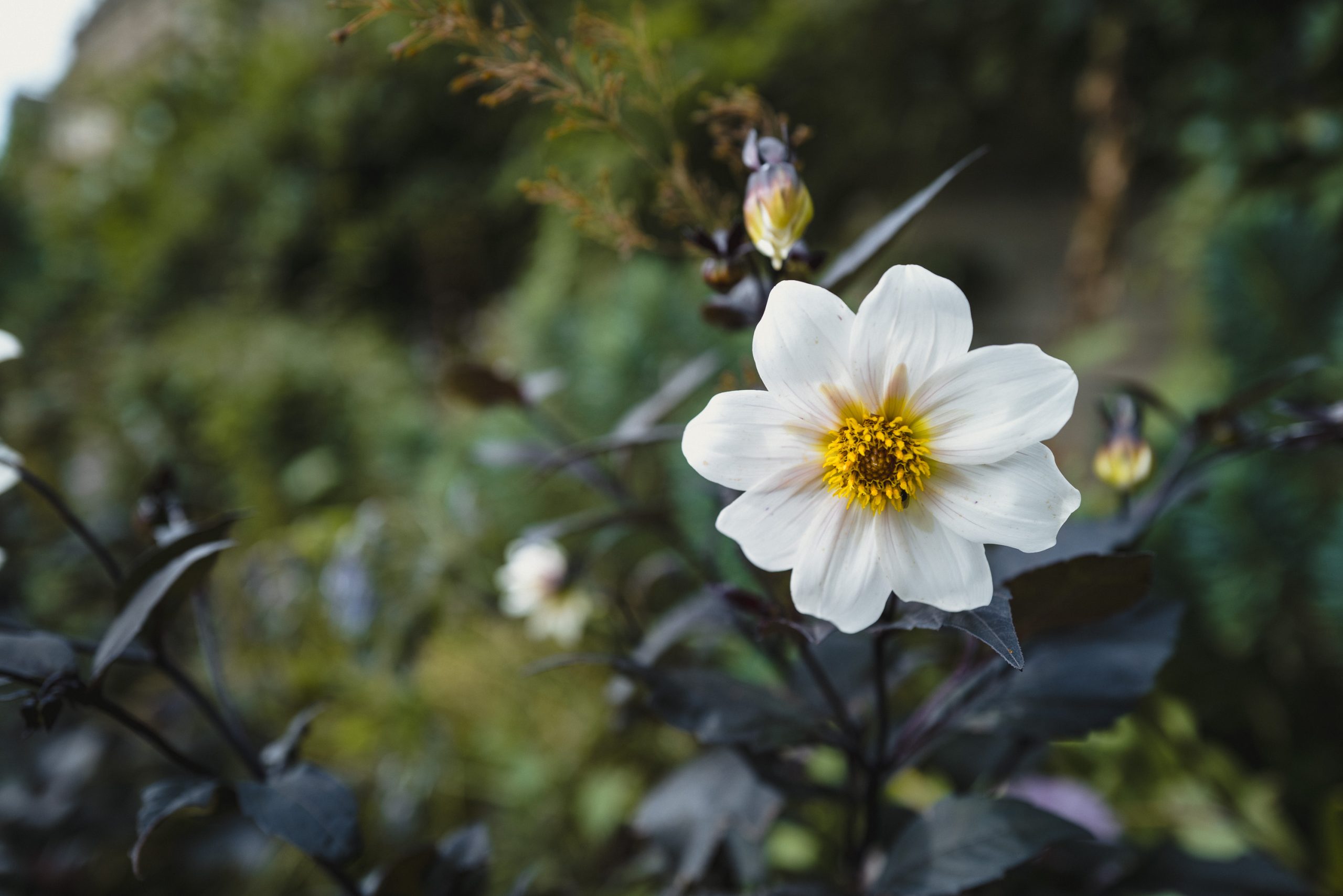 Dahlia 'Twyning's After Eight' is a remarkable dahlia variety offering a striking blend of stark white blooms and dark purple foliage.