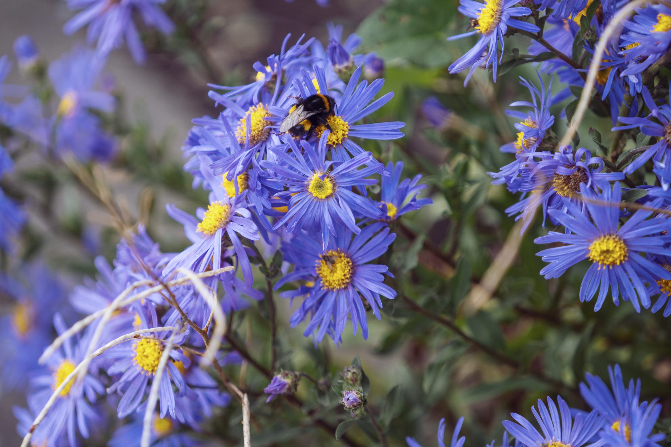 A humble bumblebee sits upon a vibrant purple flower, collecting nectar from the rich yellow pollen.