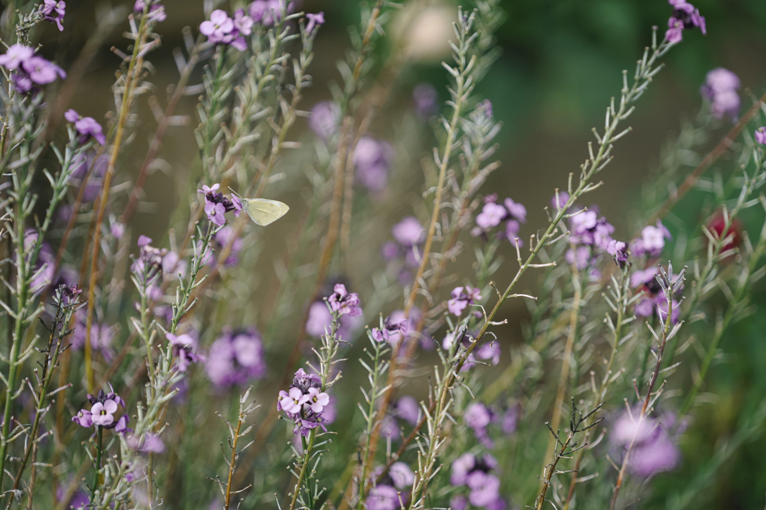 White butterfly sits upon small purple headed flowers, blowing gently in the breeze.