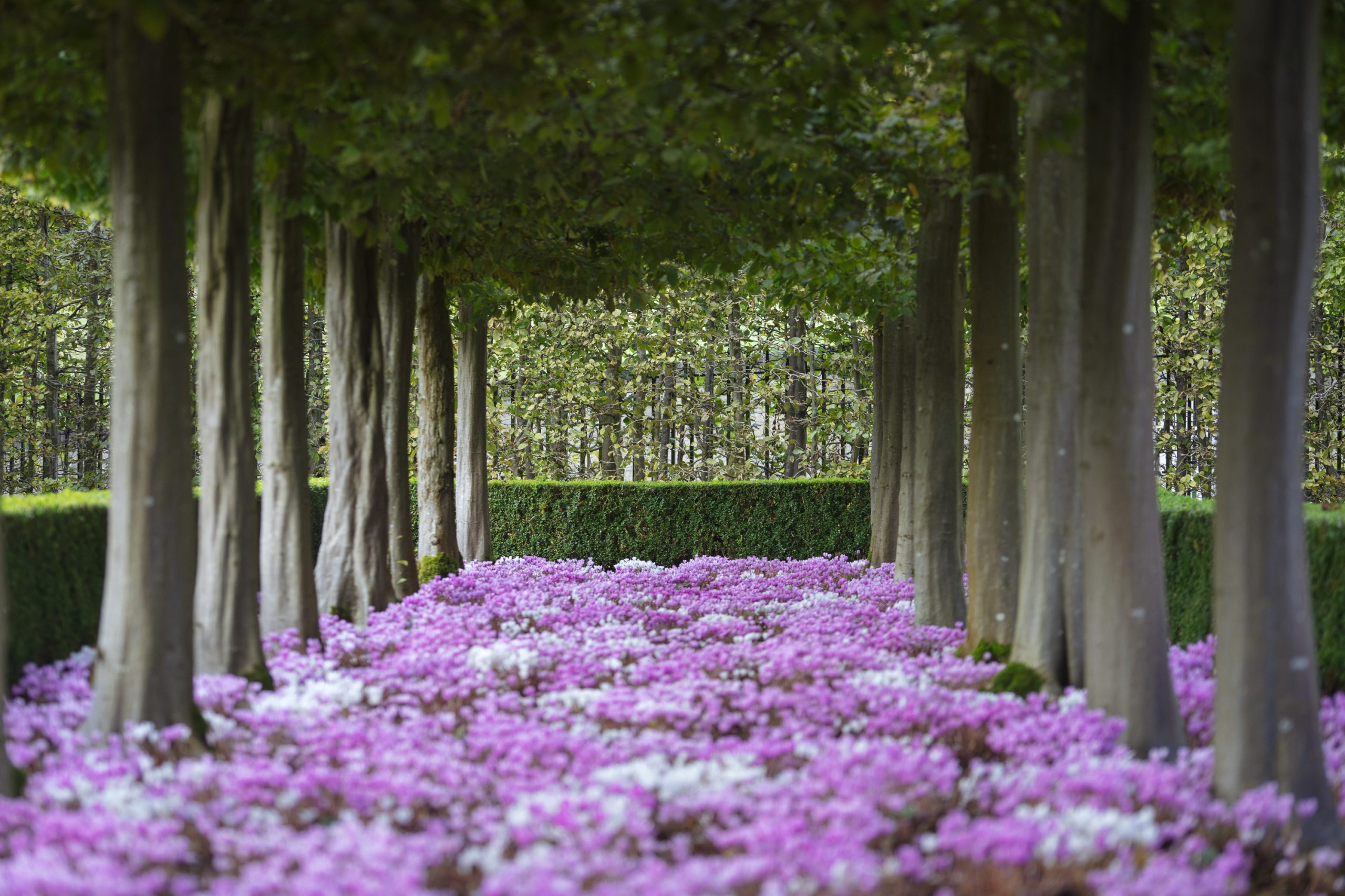 A picturesque garden scene featuring rows of trees surrounded by lush greenery and a vivid bed of pink and white flowers in full bloom.