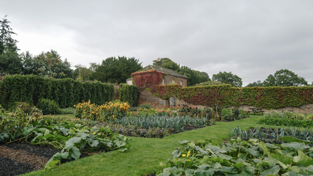 A vibrant view of Harewood's Walled Garden in full bloom, filled with colorful flowers, lush green vegetables, and climbing hops. The garden's far corner features an inviting wooden gate, while the surrounding stone wall is adorned with cascading red ivy, creating a rich tapestry of textures and hues.