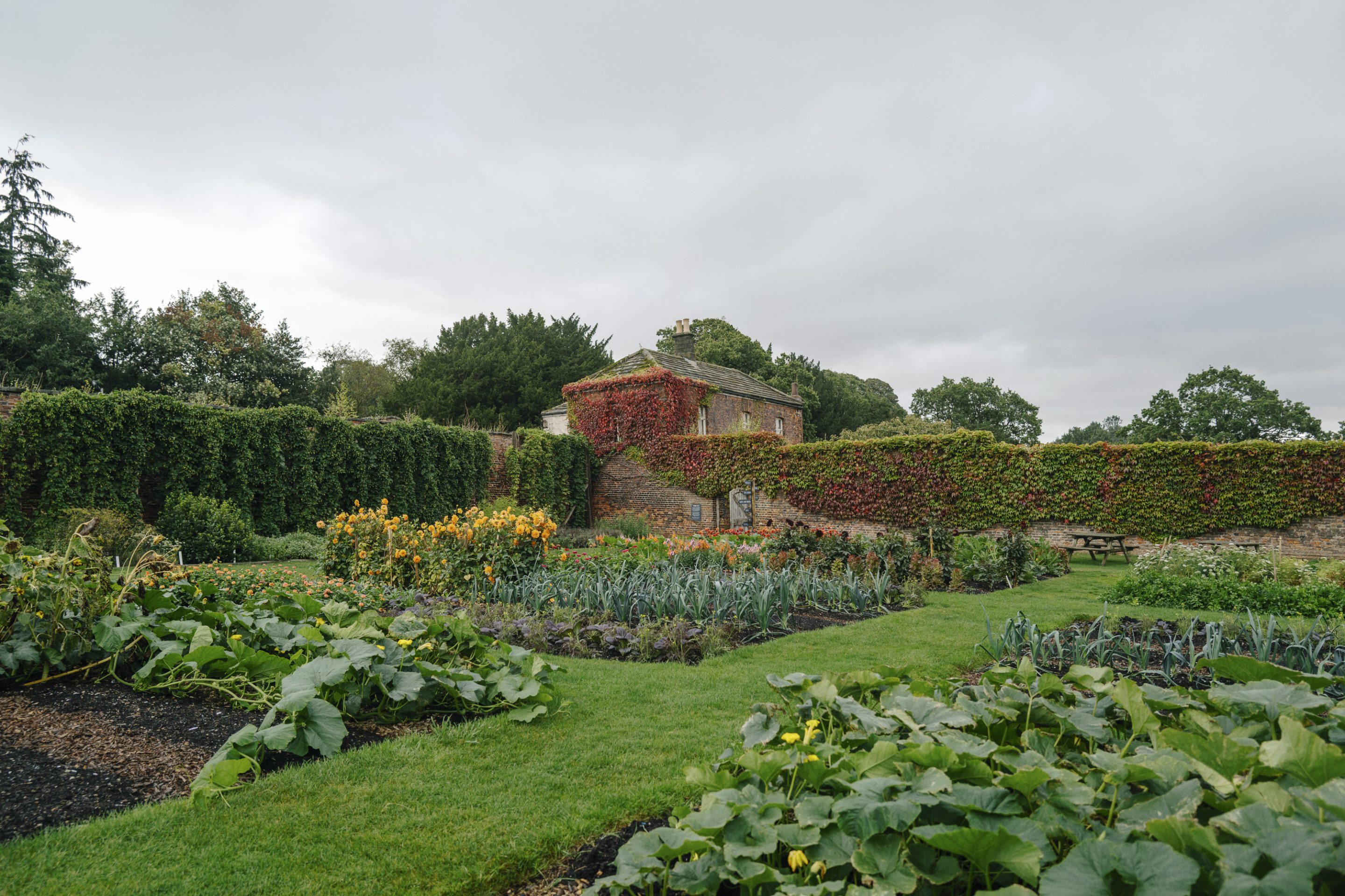 A vibrant view of Harewood's Walled Garden in full bloom, filled with colorful flowers, lush green vegetables, and climbing hops. The garden's far corner features an inviting wooden gate, while the surrounding stone wall is adorned with cascading red ivy, creating a rich tapestry of textures and hues.