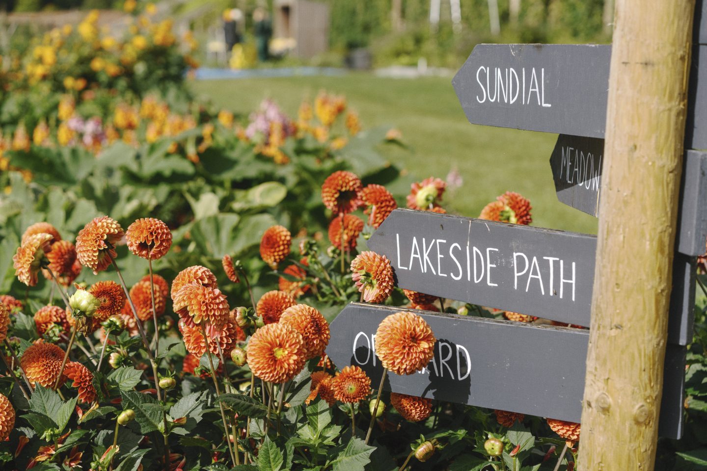 A hand written signpost with directions reading sundial, lakeside path, meadow and orchard. The signpost is surrounded by burnt orange Dahlias with rounded, pompom flower heads, the florets fade from peach to dark orange to bright yellow.